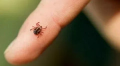 Ce să facă dacă capul de bifare a rămas în organism?